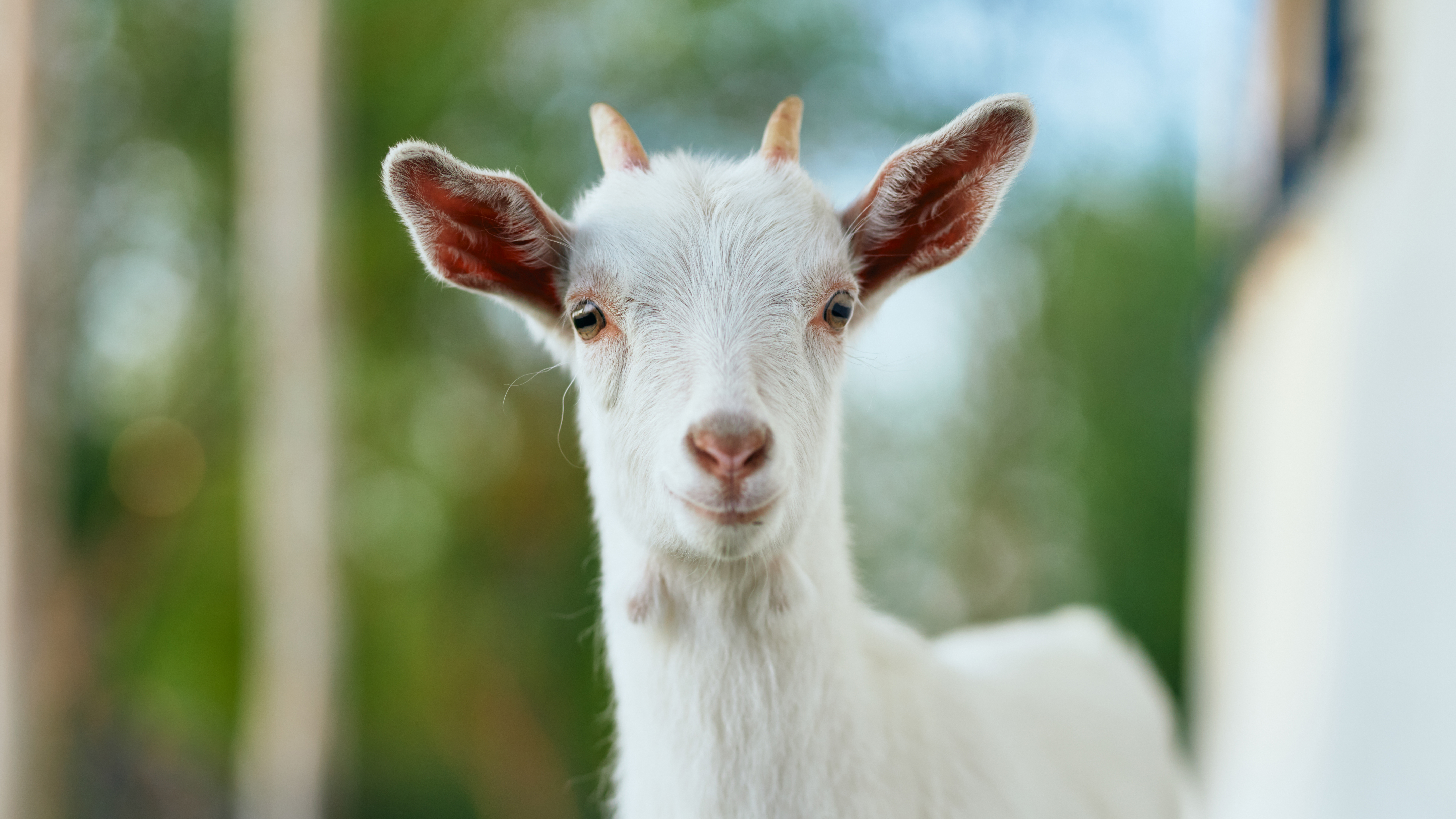photo of a baby goat looking at camera