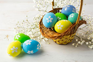 Green, yellow, and blue Easter eggs spilling out of an easter basket with baby's breath flowers lying behind