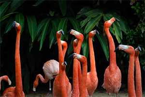 Several pink flamingoes standing with green foliage in the background