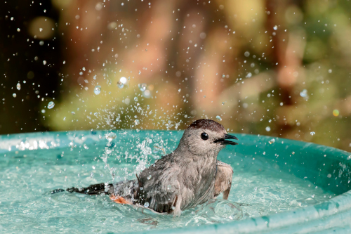 A gray catbird splashes in a bird bath