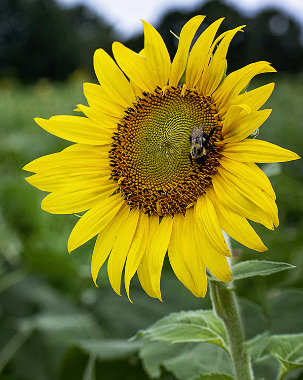 Bumble bee at the center of a sunflower
