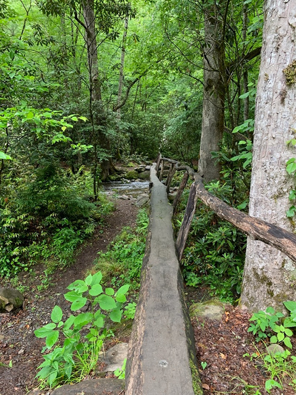 Trail in the woods where a tree serves as a bridge over a small creek