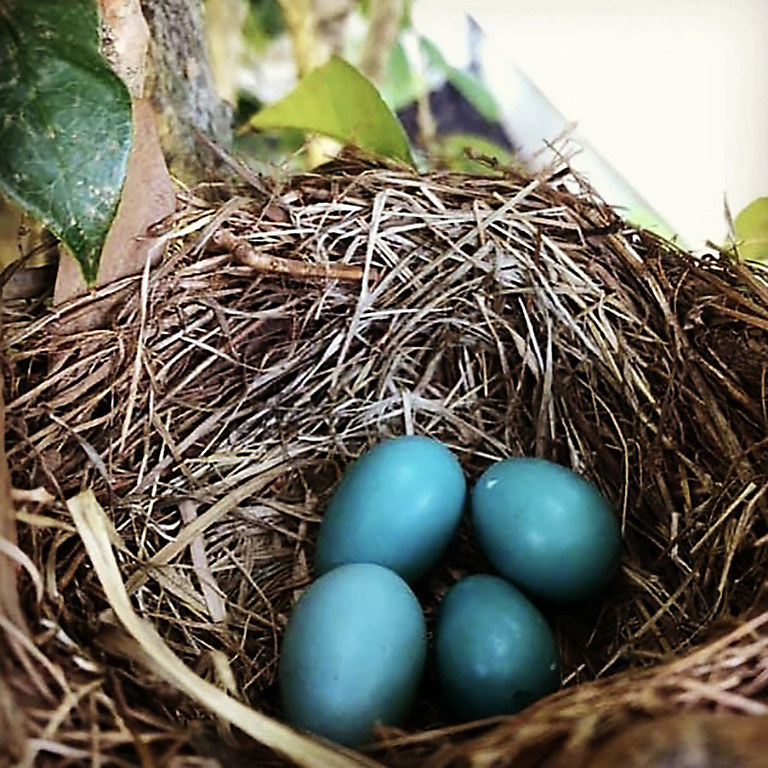 Four blue eggs in a nest