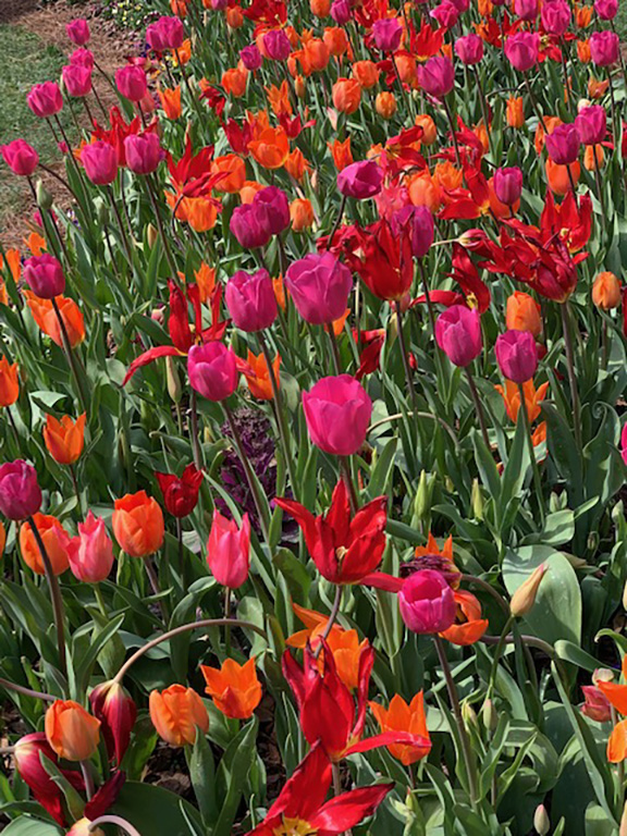 Pink, orange, and red tulips in bloom