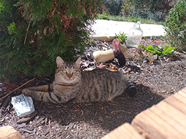 A cat laying on mulch in a bush's shadow