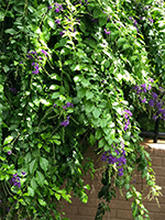 A bush with purple flowers and green leaves in front of a brick wall