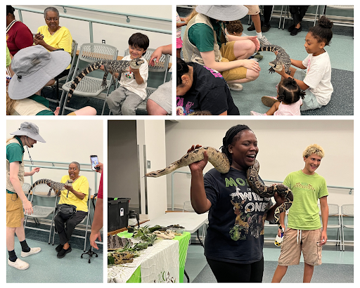 Collage: Two children smile while holding a caiman, while two adults look horrified handling the same reptile and a snake