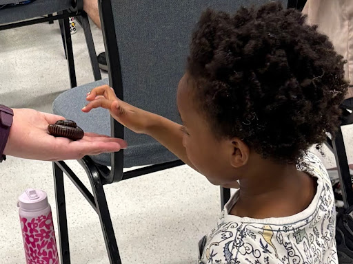 A small child with curly hair reaches out to touch a curled-up giant millipede in an adult's hand