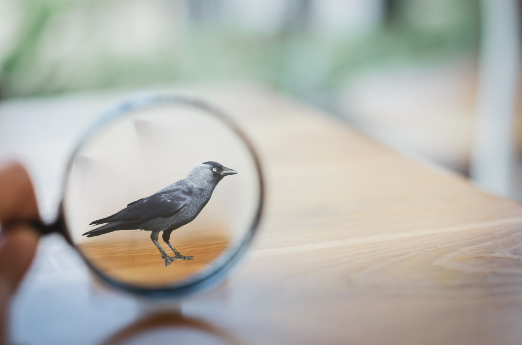 Wildings: Curious Corvids