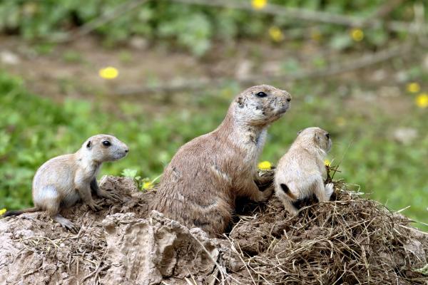 Animals and their Habitats with Dandelion Arts Collective