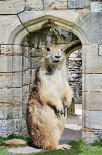 Exceptional Animals: Keystone Species