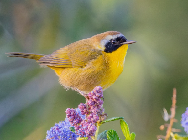 Birds of California & Beyond