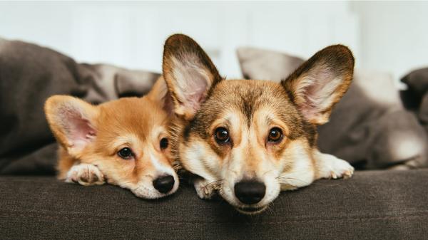 P.A.W.S. Meet-n-Greet with Adoptable Dogs